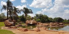 Cheetah Experience Pool