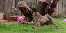 Cheetah Playing