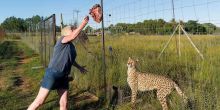 Cheetah Feeding