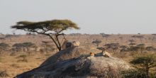 Cheetah on the Kopjes near camp