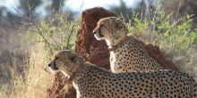 Cheetah View Lodge