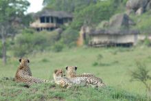 Cheetahs in front of camp at Lamai Serengeti, Serengeti National Park, Tanzania