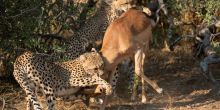 Mashatu Lodge, Mashatu Game Reserve, Botswana