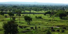 A herd of elephants wanders through the lush plains at Chem Chem Lodge, Lake Manyara National Park, Tanzania