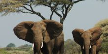 A game drive peaks the interest of a pair of elephants at Chem Chem Lodge, Lake Manyara National Park, Tanzania