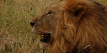 A lion rests in the tall grasses at Chem Chem Lodge, Lake Manyara National Park, Tanzania