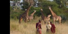 Walking safaris offer intimate encounters with the majestic wildlife at Chem Chem Lodge, Lake Manyara National Park, Tanzania