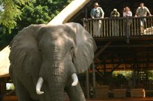 Chiawa Camp, Lower Zambezi National Park, Zambia