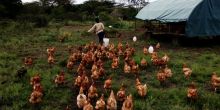 Ololo chickens on the farm