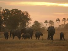 Elephants at Chitabe Camp, Moremi Game Reserve, Botswana