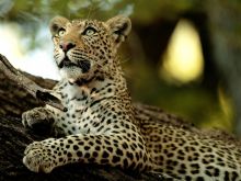 Leopard at Chitabe Camp, Moremi Game Reserve, Botswana