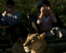 Photographing a lion at Chitabe Camp, Moremi Game Reserve, Botswana