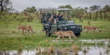 Chitabe Lediba Camp, Moremi Game Reserve, Botswana