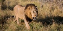 Chitabe Lediba Camp, Moremi Game Reserve, Botswana