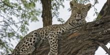 Chitabe Lediba Camp, Moremi Game Reserve, Botswana