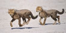 Chitabe Lediba Camp, Moremi Game Reserve, Botswana