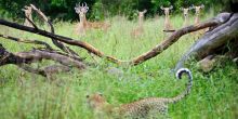 Chitabe Lediba Camp, Moremi Game Reserve, Botswana