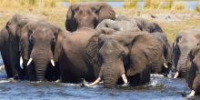 Nsolo Bush Camp, South Luangwa National Park, Zambia