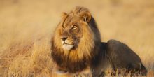 Chobe National park - lion