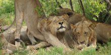 CHobe National Park Lions