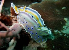 Nudibranch at Chole Mjini Lodge, Mafia Island, Tanzania