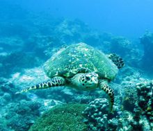 Sea turtle at Chole Mjini Lodge, Mafia Island, Tanzania