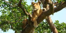 Ishasha Wilderness Camp, Queen Elizabeth National Park, Uganda