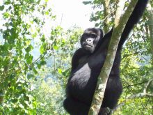 Clouds Mountain Gorilla Lodge, Bwindi Impenetrable Forest, Uganda