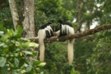 Colobus at Hatari Lodge, Arusha National Park, Tanzania