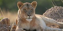 Kirkmans Kamp, Timbavati Nature Reserve, South Africa