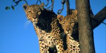 Kirkmans Kamp, Timbavati Nature Reserve, South Africa