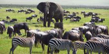 Ngorongoro Crater