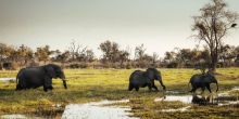 Little Sable Elephants