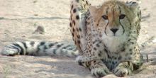 Cheetah View Lodge