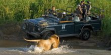 A thrilling encounter with a lion during a game drive at Londolozi Founders Camp, Sabi Sands Game Reserve, South Africa