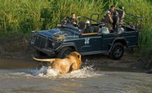 A close-up encounter with a lion during a game drive at Londolozi Varty Camp, Sabi Sands Game Reserve, South Africa