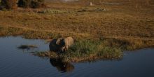 Aerial elephant