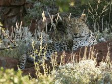 Desert Rhino Camp, Damaraland, Namibia Â© Mike Myers