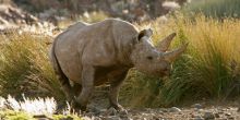 Desert Rhino Camp, Damaraland, Namibia Â© Mike Myers