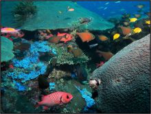 Pristine reefs teeming with exotic and colorful fish are perfect for diving and snorkeling at Kinasi Lodge, Mafia Island, Tanzania