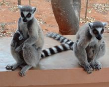 Ring-tailed lemurs at Berenty Lodge, Berenty Reserve, Madagascar (Mango Staff photo)