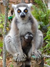 Ring-tailed lemur with its baby at Berenty Lodge, Berenty Reserve, Madagascar (Mango Staff photo)