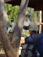 A lemur posing for photos at Berenty Lodge, Berenty Reserve, Madagascar (Mango Staff photo)