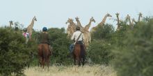 Mashatu Lodge, Mashatu Game Reserve, Botswana