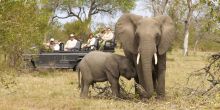 Encounter fascinating wildlife on game drives through the game reserve at Dulini Lodge, Sabi Sands Game Reserve, South Africa