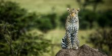 Mara Plains Camp, Masai Mara National Reserve, Kenya