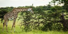 Mara Plains Camp, Masai Mara National Reserve, Kenya