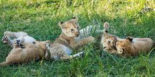 Mara Plains Camp, Masai Mara National Reserve, Kenya