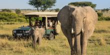 Mara Plains Camp, Masai Mara National Reserve, Kenya