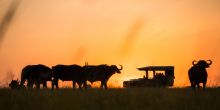 Mara Plains Camp, Masai Mara National Reserve, Kenya